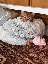 GRASSHOPPER, Katze, Hauskatze in Bulgarien - Bild 14