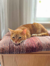 GRASSHOPPER, Katze, Hauskatze in Bulgarien - Bild 15