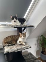CLYDE, Katze, Hauskatze in Bönnigheim - Bild 2