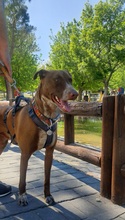 TANGO, Hund, Podenco-Mix in Spanien - Bild 4