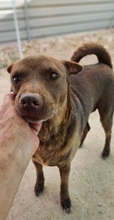 MILA, Hund, Podenco-Shar Pei-Mix in Spanien - Bild 2