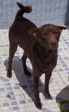 MILA, Hund, Podenco-Shar Pei-Mix in Spanien - Bild 4