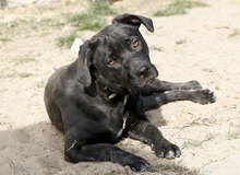 KAROLINA, Hund, Mischlingshund in Ungarn - Bild 2