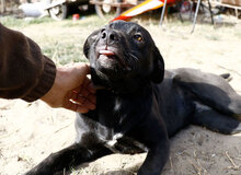 KAROLINA, Hund, Mischlingshund in Ungarn - Bild 3