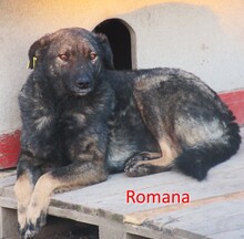 ROMANA, Hund, Mischlingshund in Bulgarien - Bild 1