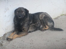 ROMANA, Hund, Mischlingshund in Bulgarien - Bild 10