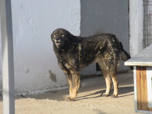 ROMANA, Hund, Mischlingshund in Bulgarien - Bild 11