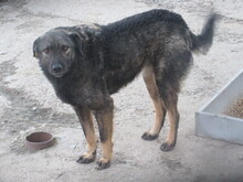ROMANA, Hund, Mischlingshund in Bulgarien - Bild 5