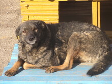 ROMANA, Hund, Mischlingshund in Bulgarien - Bild 6