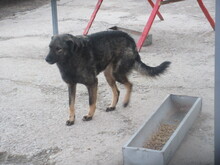 ROMANA, Hund, Mischlingshund in Bulgarien - Bild 8