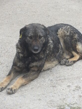 ROMANA, Hund, Mischlingshund in Bulgarien - Bild 9