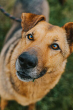LEDA, Hund, Mischlingshund in Bulgarien - Bild 4