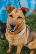 LEDA, Hund, Mischlingshund in Bulgarien - Bild 5