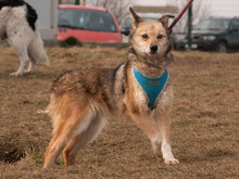 ARONIA, Hund, Mischlingshund in Bulgarien - Bild 5
