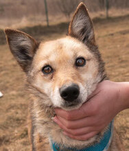 ARONIA, Hund, Mischlingshund in Bulgarien - Bild 6