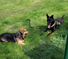 CINDY, Hund, Mischlingshund in Overath - Bild 5