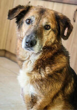 MISHO, Hund, Mischlingshund in Bulgarien - Bild 1