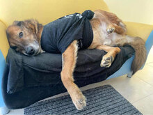 MISHO, Hund, Mischlingshund in Bulgarien - Bild 3