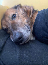 MISHO, Hund, Mischlingshund in Bulgarien - Bild 4