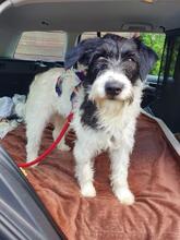 ELVINA, Hund, Terrier-Mix in Rabenau - Bild 11
