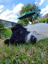 ELVINA, Hund, Terrier-Mix in Rabenau - Bild 14