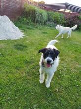 ELVINA, Hund, Terrier-Mix in Rabenau - Bild 6