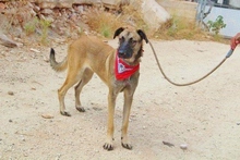 VENUS, Hund, Deutscher Schäferhund-Mix in Spanien - Bild 5
