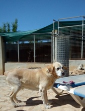SAMMYDELUXE, Hund, Labrador Retriever in Spanien - Bild 10