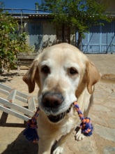 SAMMYDELUXE, Hund, Labrador Retriever in Spanien - Bild 11