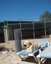 SAMMYDELUXE, Hund, Labrador Retriever in Spanien - Bild 2