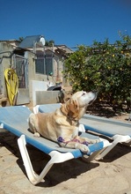 SAMMYDELUXE, Hund, Labrador Retriever in Spanien - Bild 4