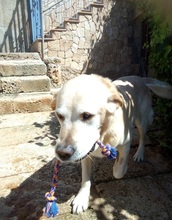 SAMMYDELUXE, Hund, Labrador Retriever in Spanien - Bild 7