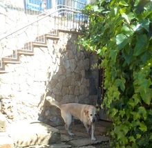 SAMMYDELUXE, Hund, Labrador Retriever in Spanien - Bild 8