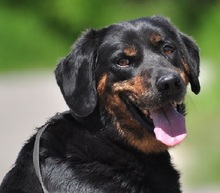 NORMAN, Hund, Mischlingshund in Slowakische Republik - Bild 1