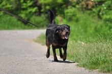 NORMAN, Hund, Mischlingshund in Slowakische Republik - Bild 10