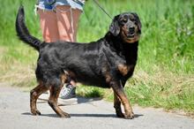 NORMAN, Hund, Mischlingshund in Slowakische Republik - Bild 13