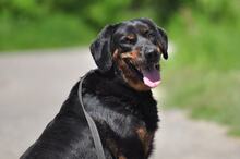 NORMAN, Hund, Mischlingshund in Slowakische Republik - Bild 3