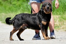 NORMAN, Hund, Mischlingshund in Slowakische Republik - Bild 5