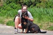 NORMAN, Hund, Mischlingshund in Slowakische Republik - Bild 7