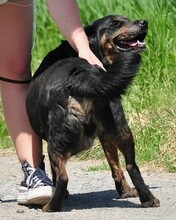 NORMAN, Hund, Mischlingshund in Slowakische Republik - Bild 8