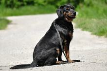 NORMAN, Hund, Mischlingshund in Slowakische Republik - Bild 9