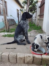 BIBI, Hund, Mischlingshund in Ungarn - Bild 5