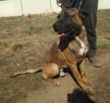 GOFRI, Hund, Mischlingshund in Ungarn - Bild 1