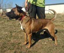 GOFRI, Hund, Mischlingshund in Ungarn - Bild 5