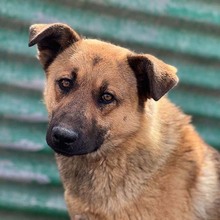 KARMA, Hund, Mischlingshund in Rumänien - Bild 1