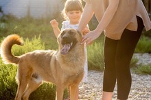 KARMA, Hund, Mischlingshund in Rumänien - Bild 10