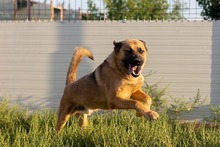 KARMA, Hund, Mischlingshund in Rumänien - Bild 11
