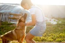 KARMA, Hund, Mischlingshund in Rumänien - Bild 13