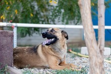 KARMA, Hund, Mischlingshund in Rumänien - Bild 14