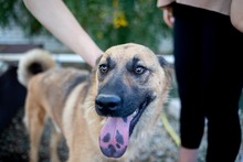 KARMA, Hund, Mischlingshund in Rumänien - Bild 16